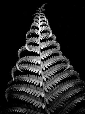 BW Fern 5098.jpg