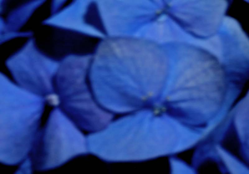 Hydrangea 5123.jpg