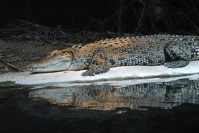 the crocodile at the aquarium