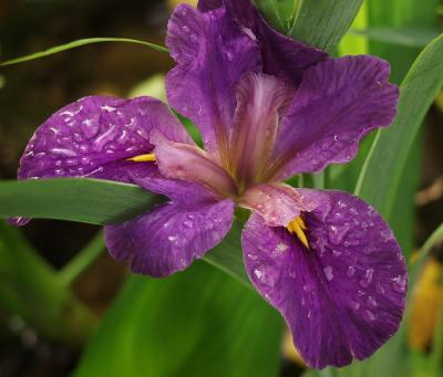 Iris in pond, after rain
