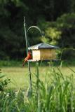 532 cardinal at far feeder (crop)