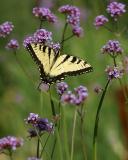 tiger swallowtail on verbena.jpg