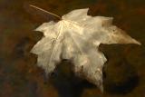 Golden Pond  maple leaf.jpg