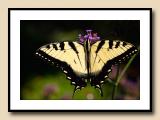 Tiger Swallowtail Macro