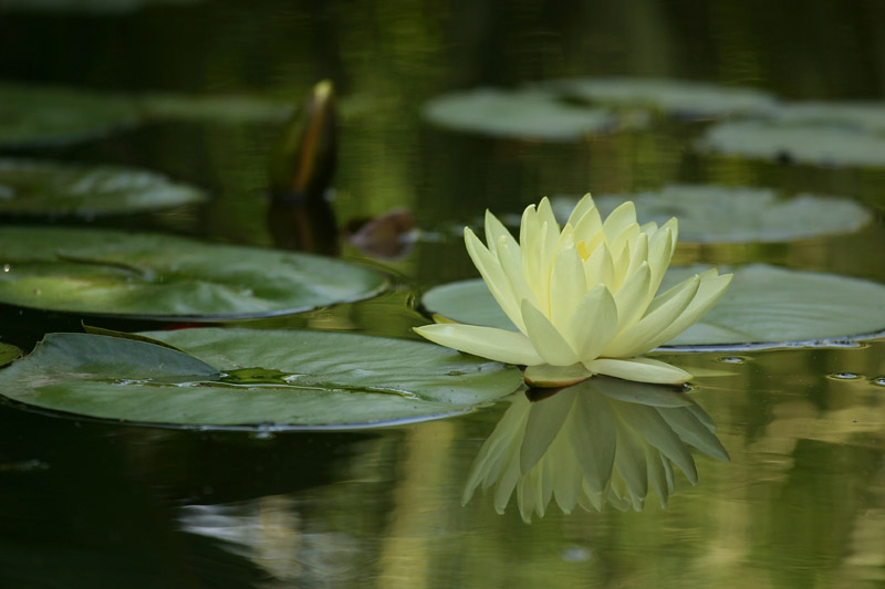 450 Monet waterlily.jpg