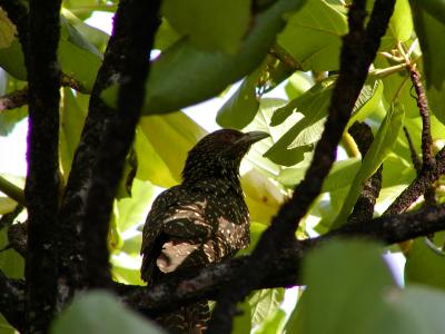 Asian Koel - related to the Cuckoo