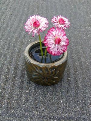 Ikebana Pink Daisies 2