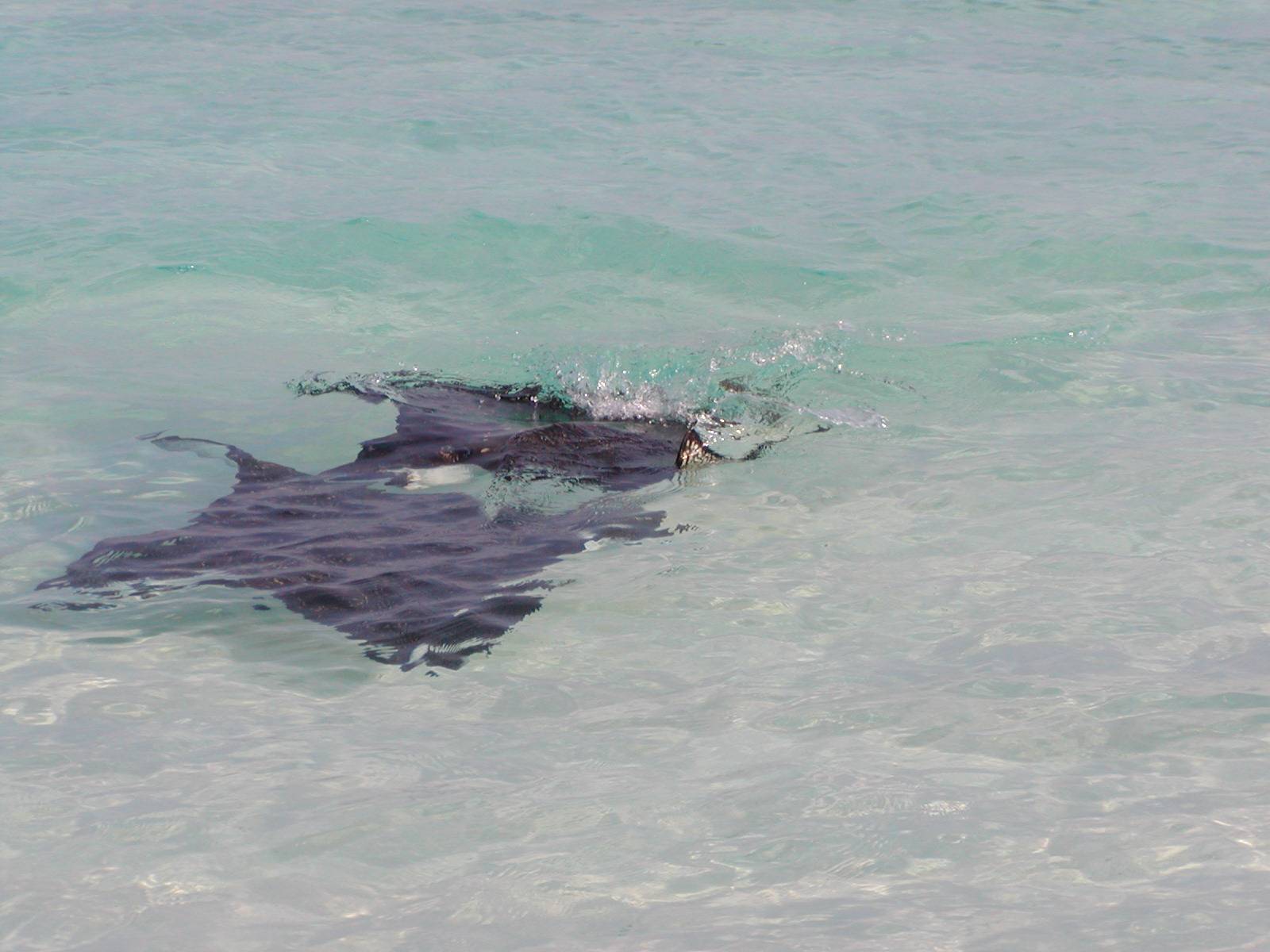 Manta Rays playing