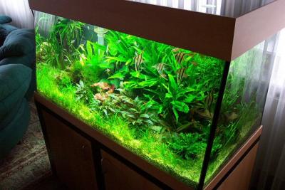 u10/plantella/medium/21990654.Seeb7003.jpg