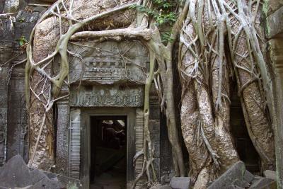 Roots at the door, Angkor, Cambodia, 2000