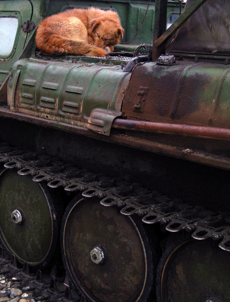 Dog bed, Bering Island, Russia, 2002