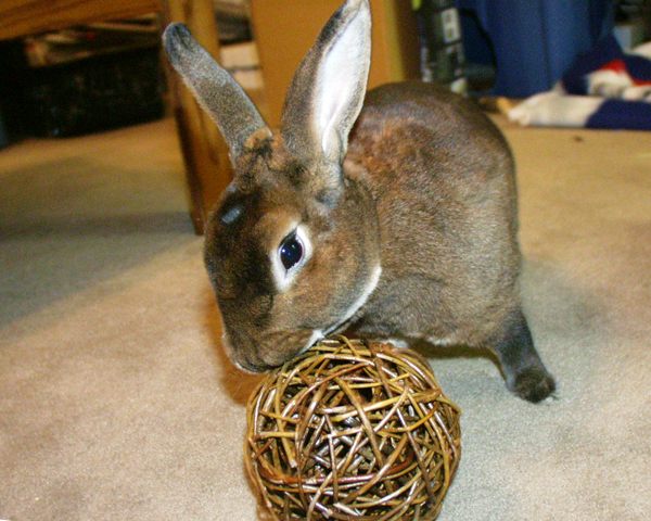 Bee And A   Willow Ball