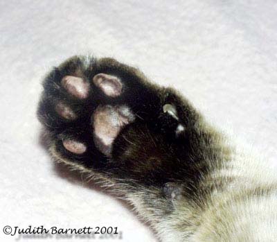 Cats Paw!