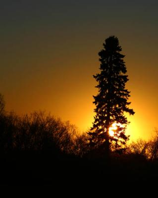 4149 Burning Tree