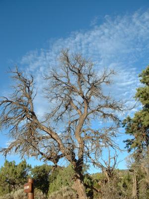 Tree sky