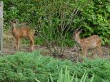 Spotted Fawns