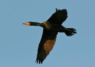 Cormorant in flight2.jpg