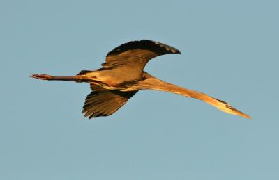 Great Blue Heron in flight.jpg