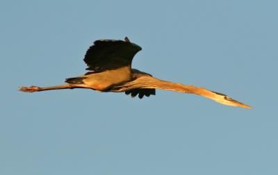 Great Blue Heron in flight2.jpg