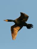 Cormorant in flight.jpg