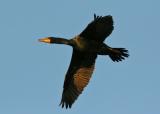 Cormorant in flight2.jpg