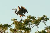 Great Blue Heron on tree.jpg