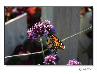 Butterfly
