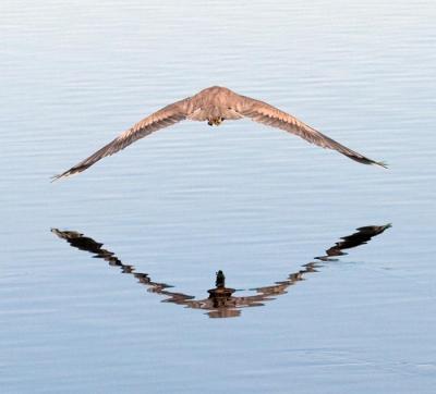 GBH