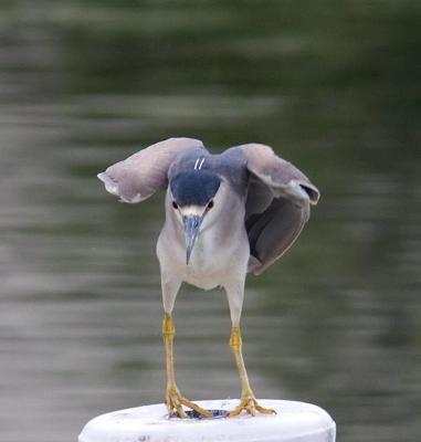 Black-crowned Night Heron
