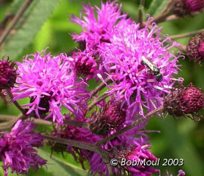 New York Ironweed-N