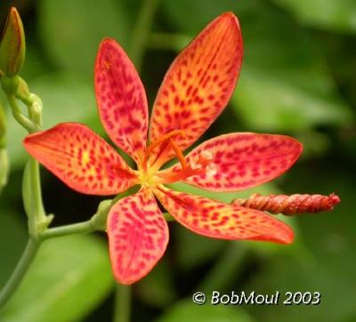 Blackberry Lily