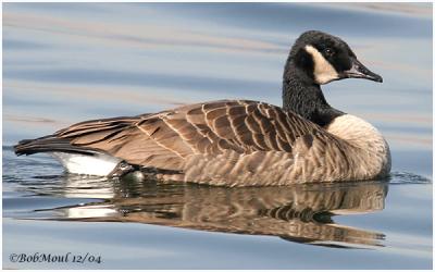 Canada Goose