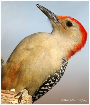 How the Red-Bellied Woodpecker got it's name.