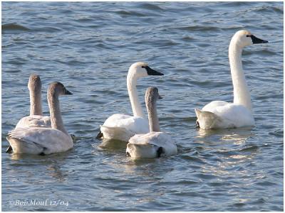 Tundra Swans