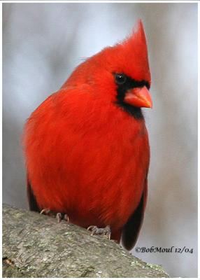 Northern Cardinal Male Adult