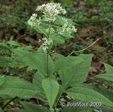 Sweet-Scented Joe-Pye Weed