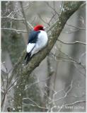 RedHeaded Woodpecker