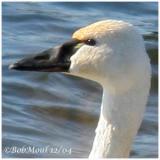 Tundra Swan