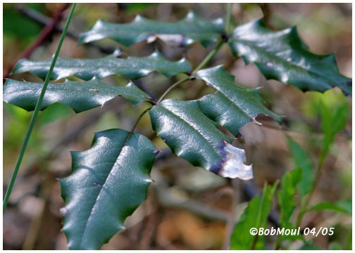 Holly Leafed Barberry