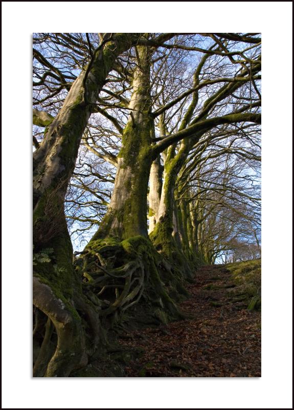 Ancient Boundary wall, Meldon Reservoir