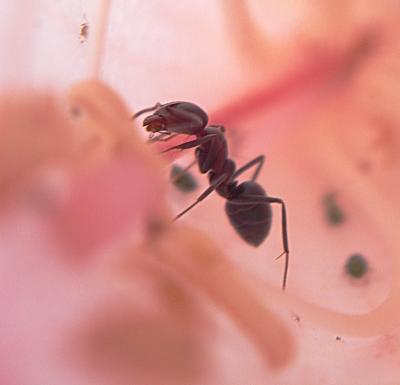 ant-up-close.jpg