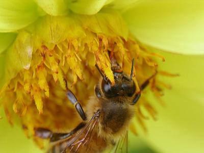 bee--yellow-flower.jpg