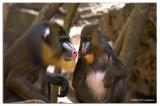 Mandrills