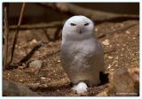 Snow Owl 1