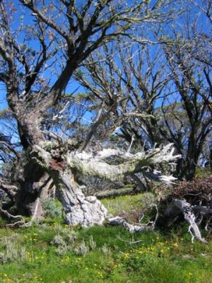 Mount Bogong