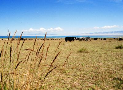 Qinghai LakeiCj