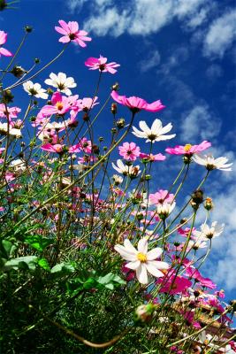 u10/rhfau/medium/21988229.jabuluntempleflowers.jpg