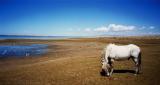 Qinghai LakeiCj