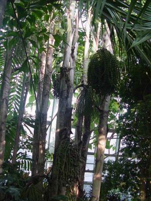 Kochi Makino Botanical Gardens