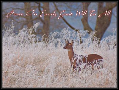 JPG CSB2S Peace Frosty Doe DSC_6771.jpg